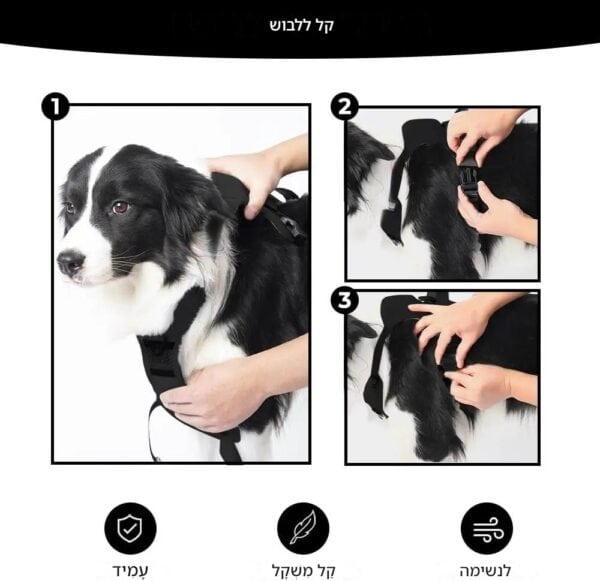 ⁦רתמה עם רצועה לכלב⁩ – תמונה ⁦2⁩